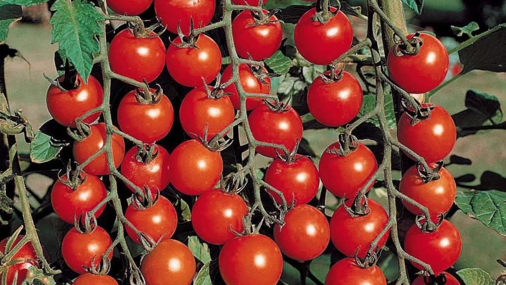 Выбираем семена для томата правильно 1 Sort Tomaty Pomidory Main2