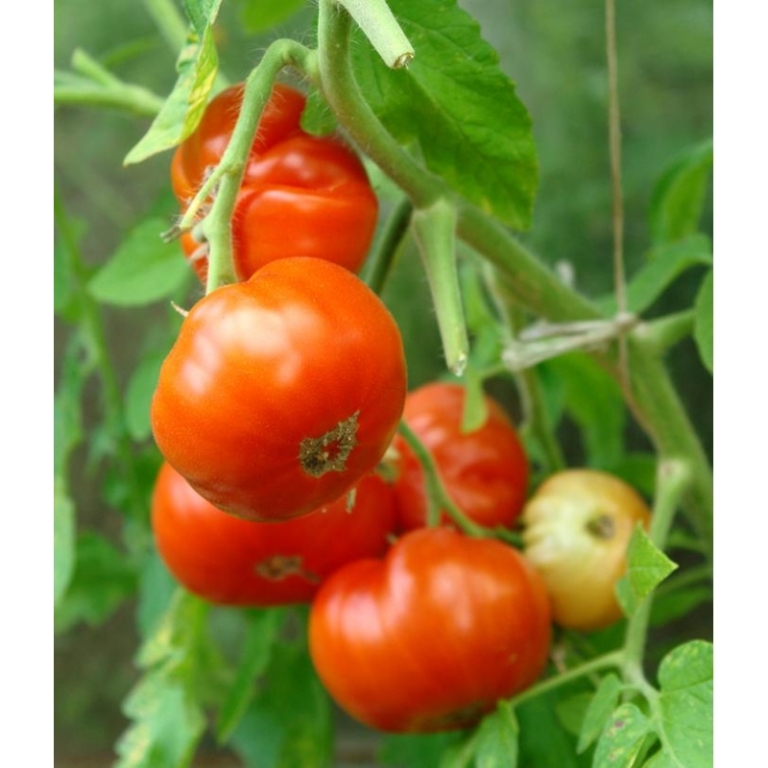 1 Sort Tomaty Pomidory Snegirek