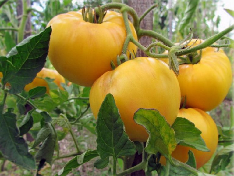 2 Sort Tomaty Gigant Limonnyj