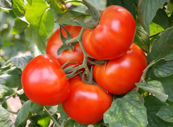 2 Sort Tomaty Pomidory Krasnyj Petuh