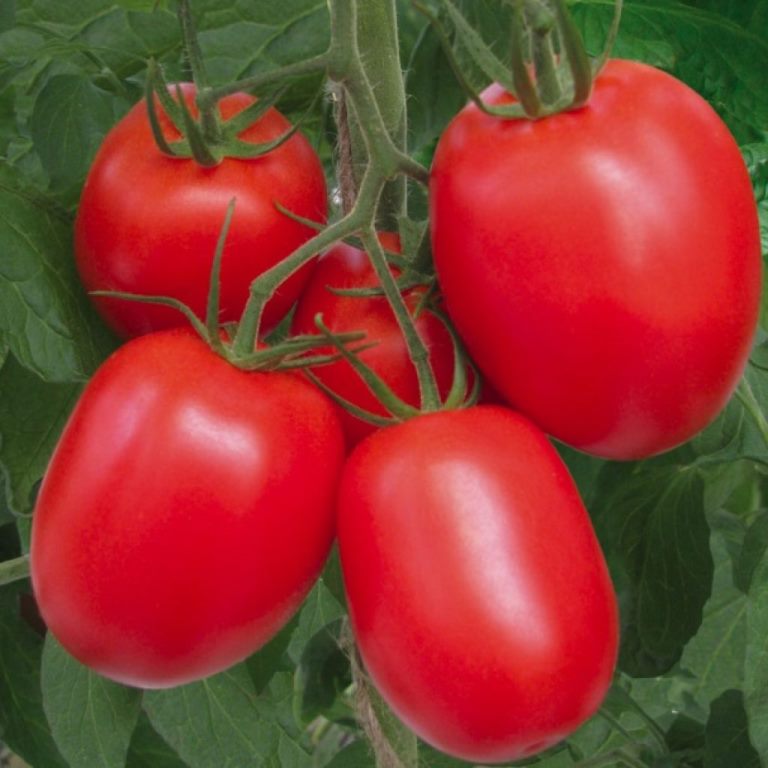 3 Sort Tomaty Pomidory Rio Grande