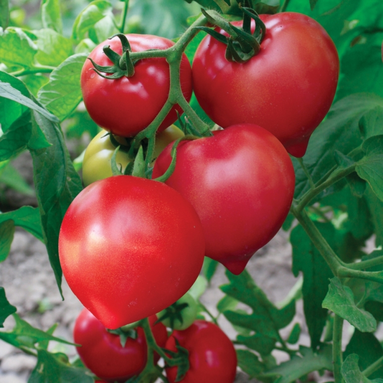 3 Sort Tomaty Pomidory Spiridonovskij