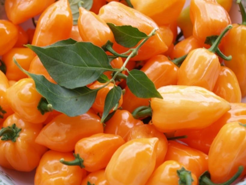 Habanero Oranzhevyj