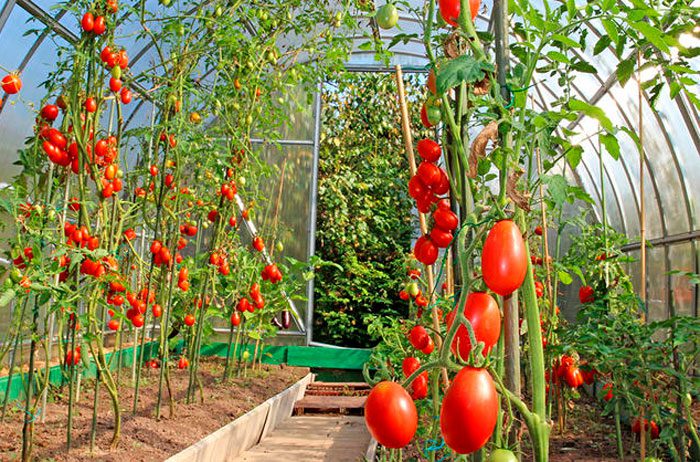 низкорослые кусты томатов