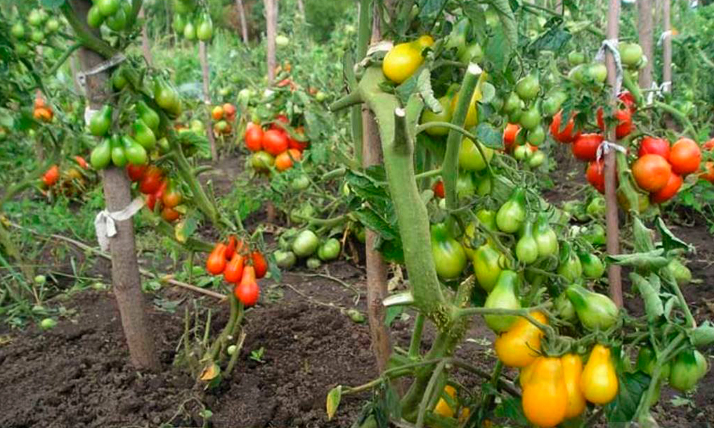 низкорослые кусты томатов